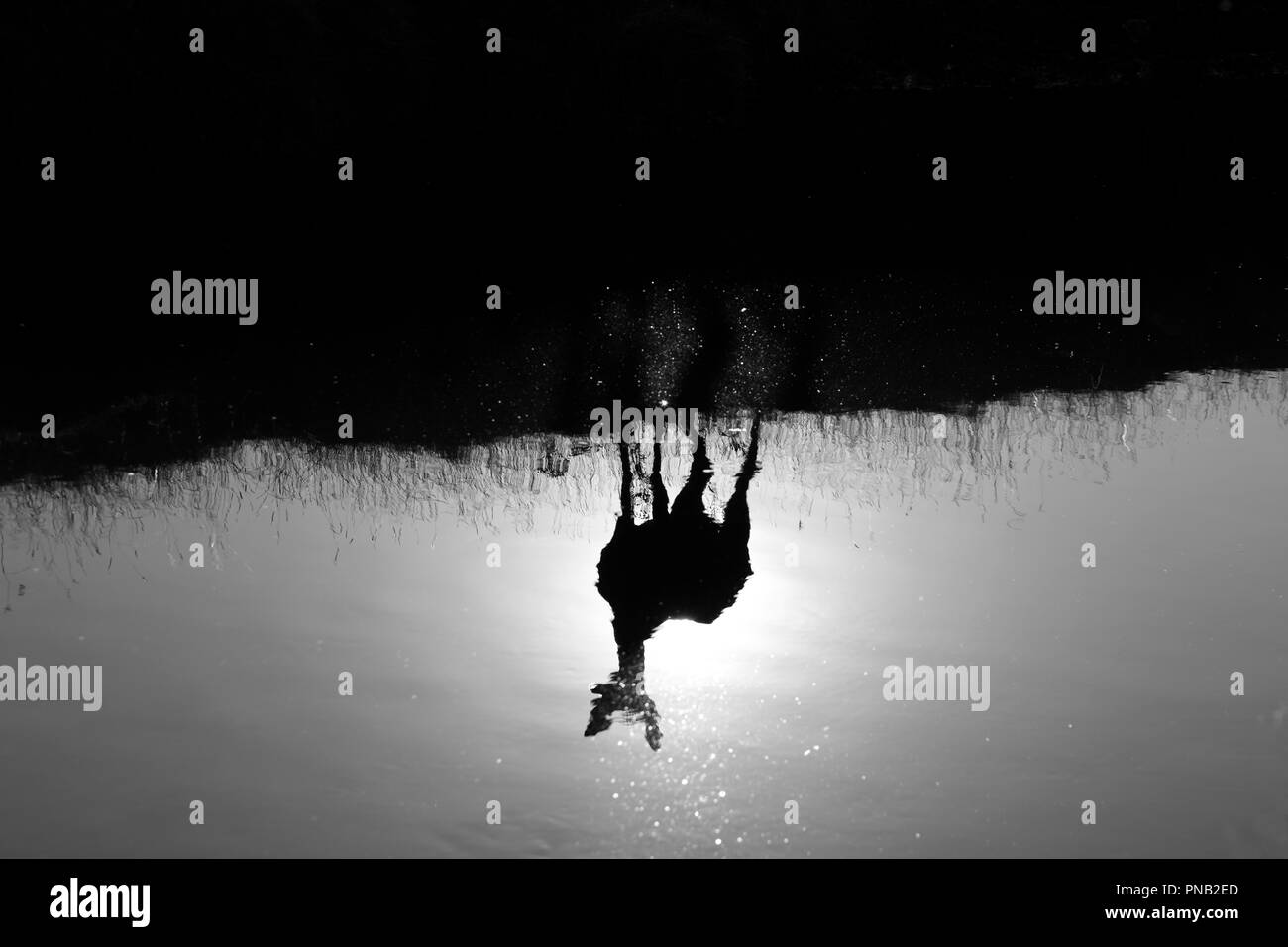 Deer reflète dans l'eau de Beverley Brook, Richmond Park, London, UK Banque D'Images