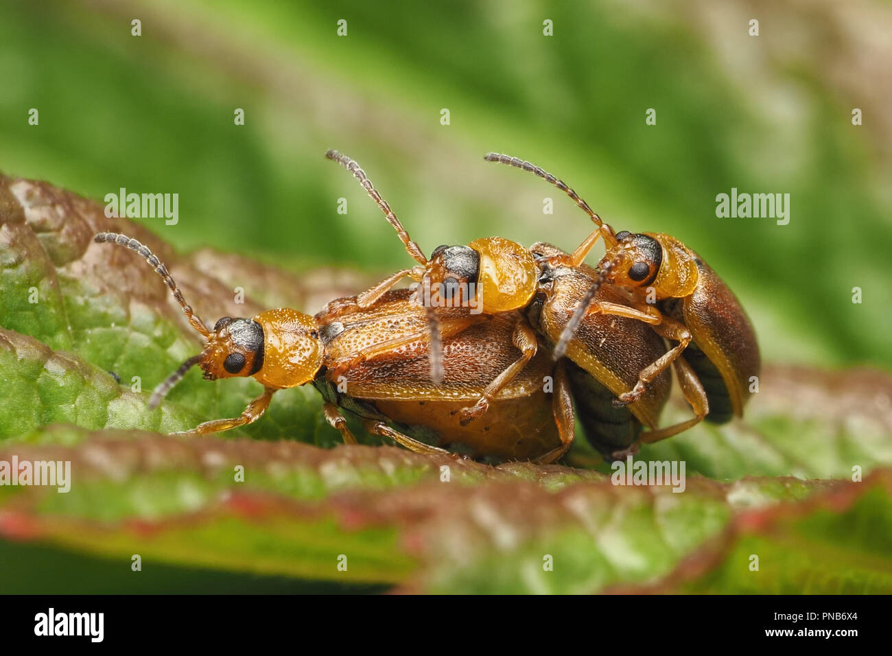 Les criocères d'accouplement (Galerucella sp.) avec des tiers beetle à la fin. Tipperary, Irlande Banque D'Images