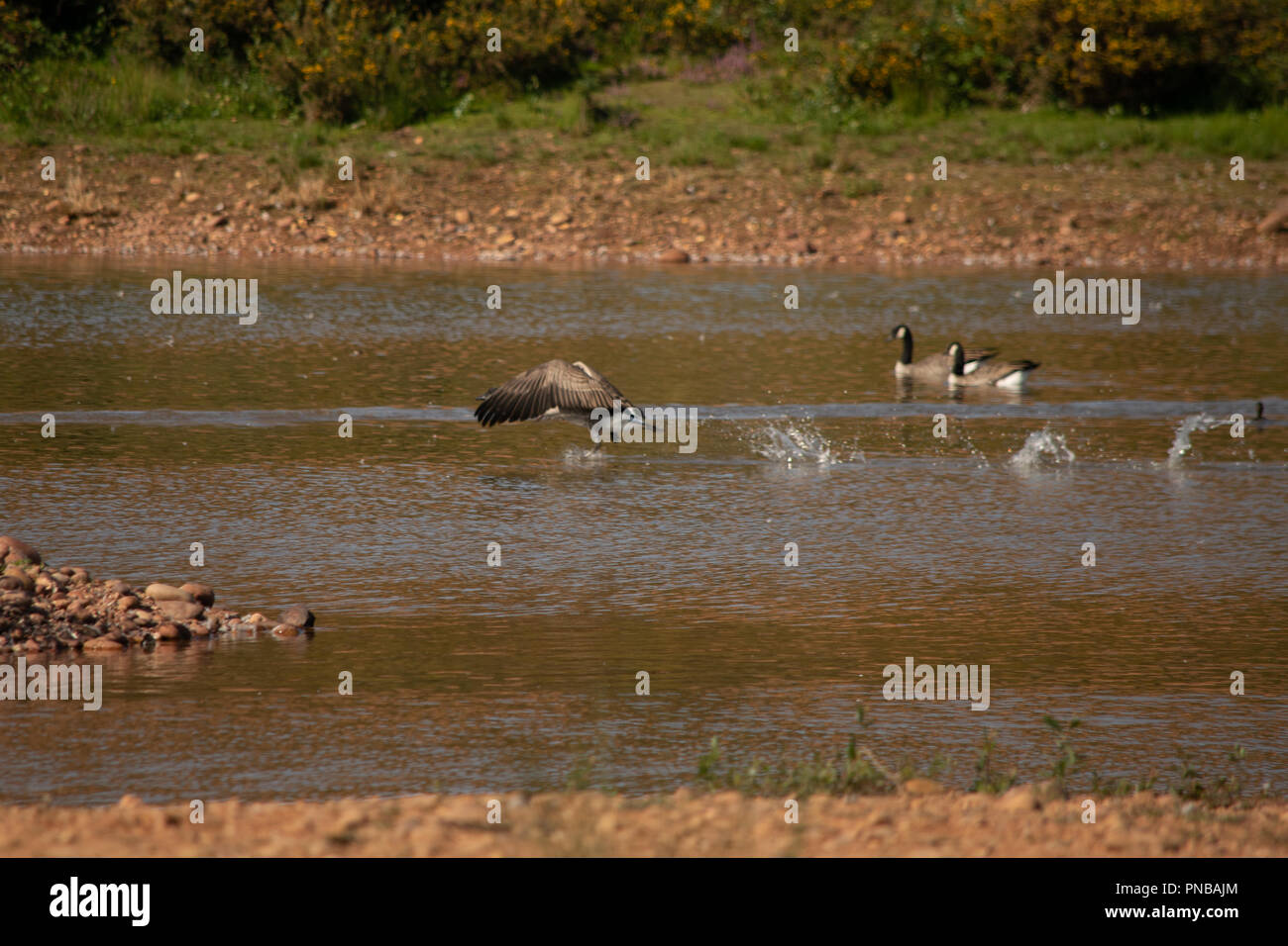 La bernache du Canada (Branta canadensis) dans l'est du Devon, Angleterre du Sud-Ouest, Royaume-Uni. Banque D'Images