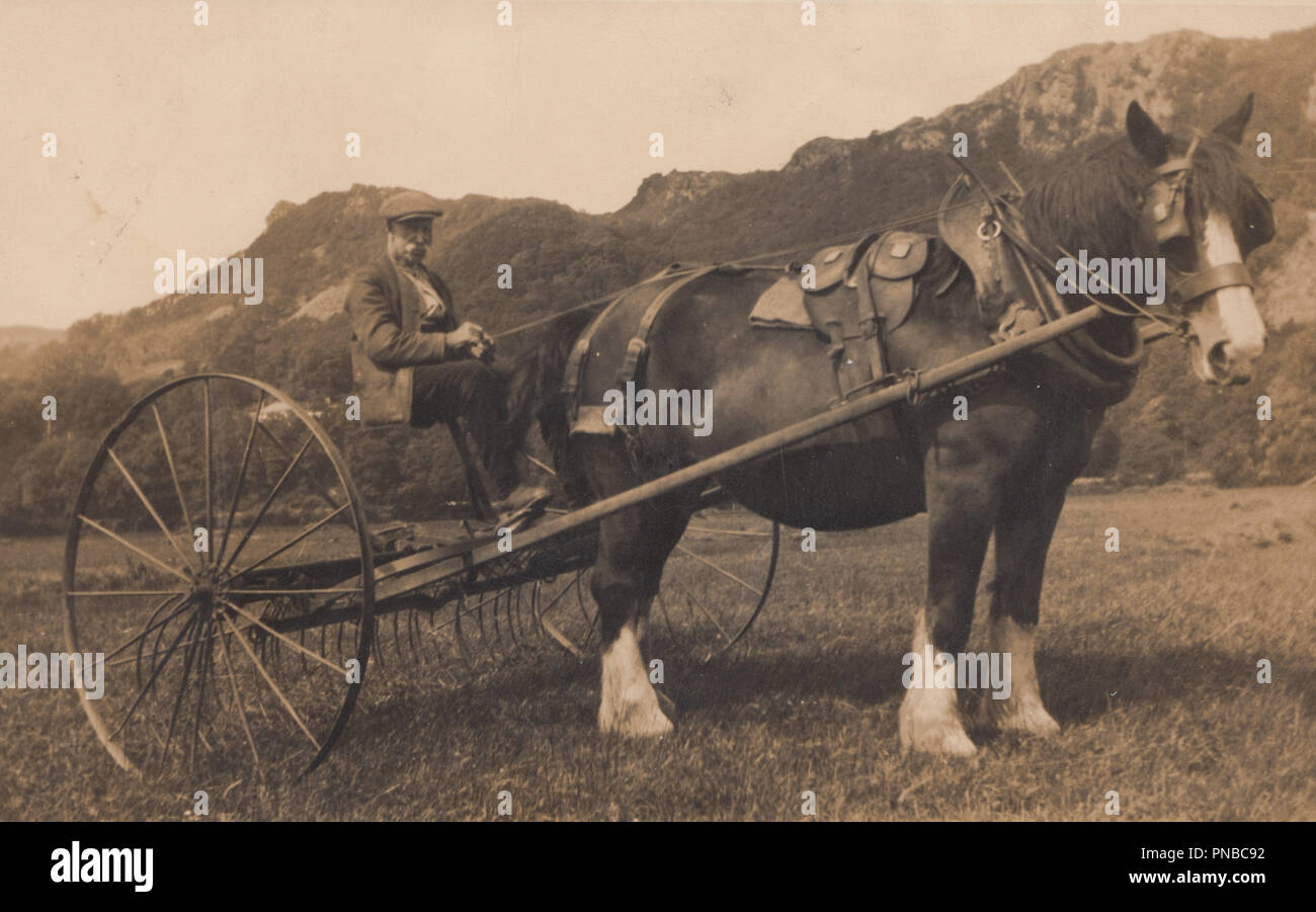 * Vintage 1928 Photographie agricole d'un laboureur et son Shire Horse Banque D'Images