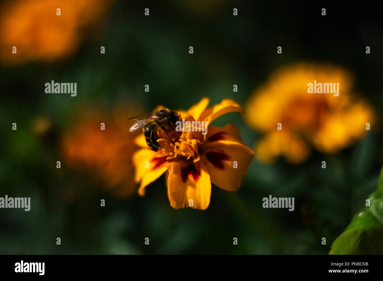 Abeille sur fleur Banque D'Images