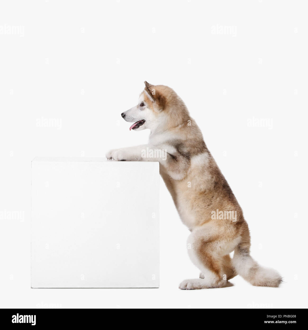 Chiot malamute Husky assis à profile isolated on white studio Banque D'Images