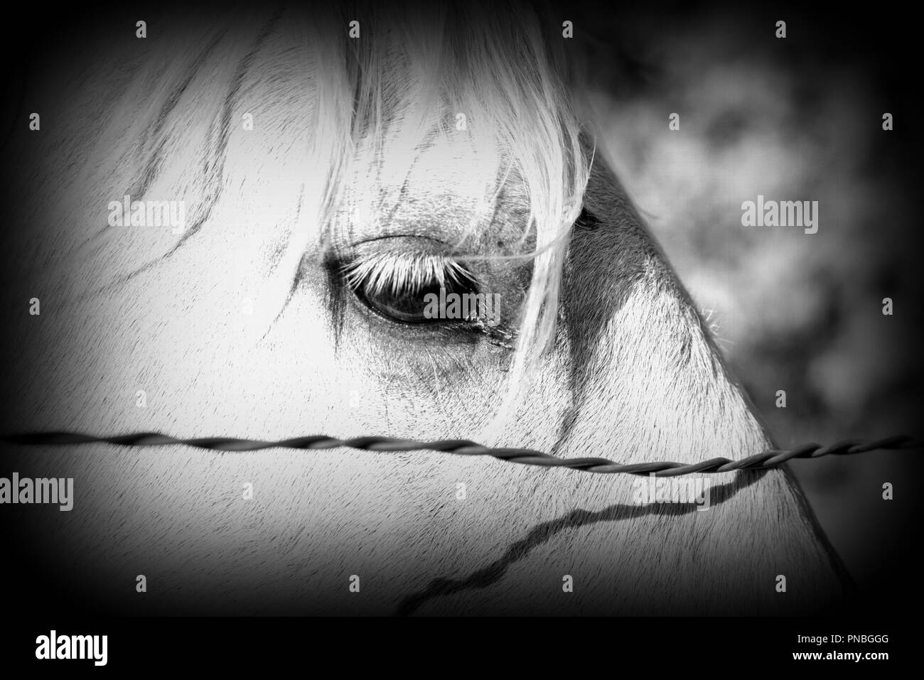 Le noir et blanc gros plan d'un chevaux's eye Banque D'Images