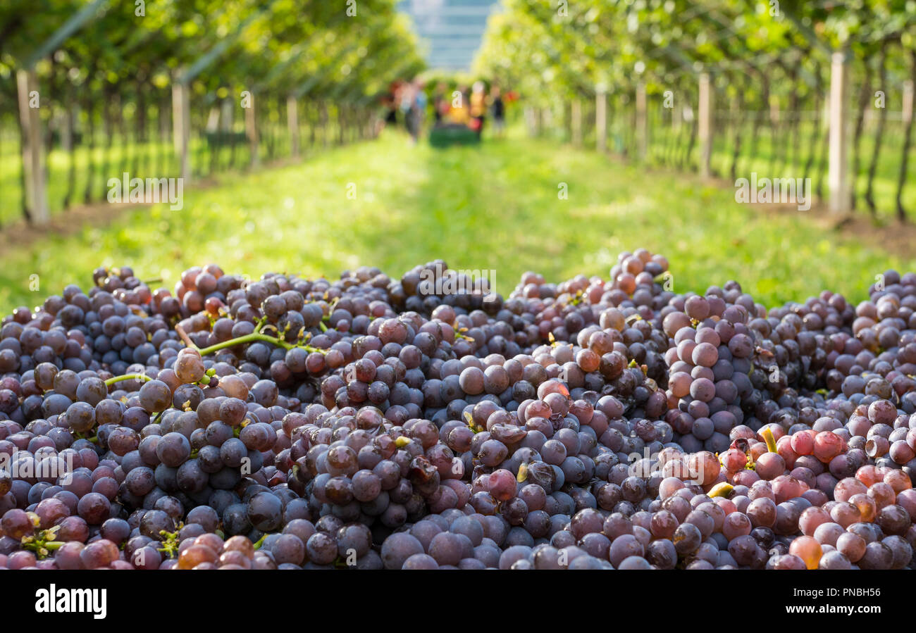 Grappes de raisins mûrs ( variété Pinot grigio) pendant les vendanges dans le vignoble du Tyrol du Sud en Italie du nord Banque D'Images