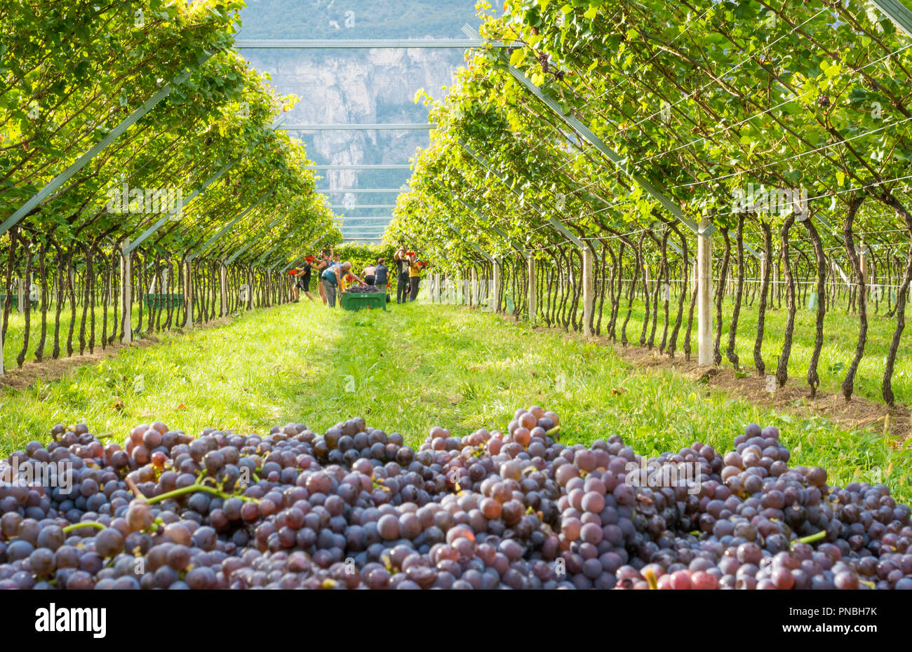 Grappes de raisins mûrs ( variété Pinot grigio) pendant les vendanges dans le vignoble du Tyrol du Sud en Italie du nord Banque D'Images