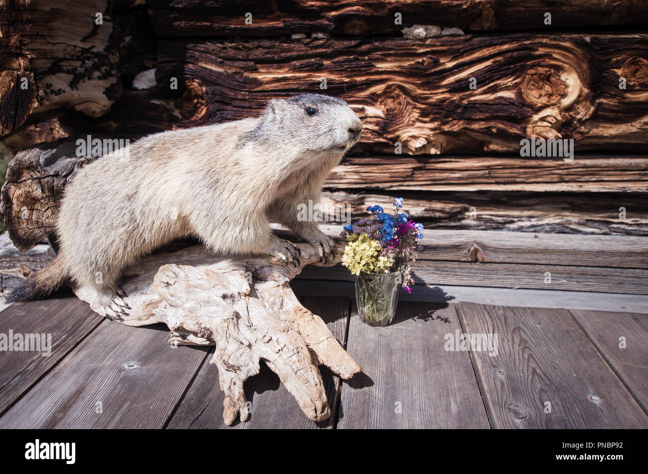Marmotte alpine en position d'alarme dans Dolimtes montagnes, Alpes, Italie. Animal marmotte sur une table en bois au Chalet à Pieralongia Dolomiti. Il y ar Banque D'Images
