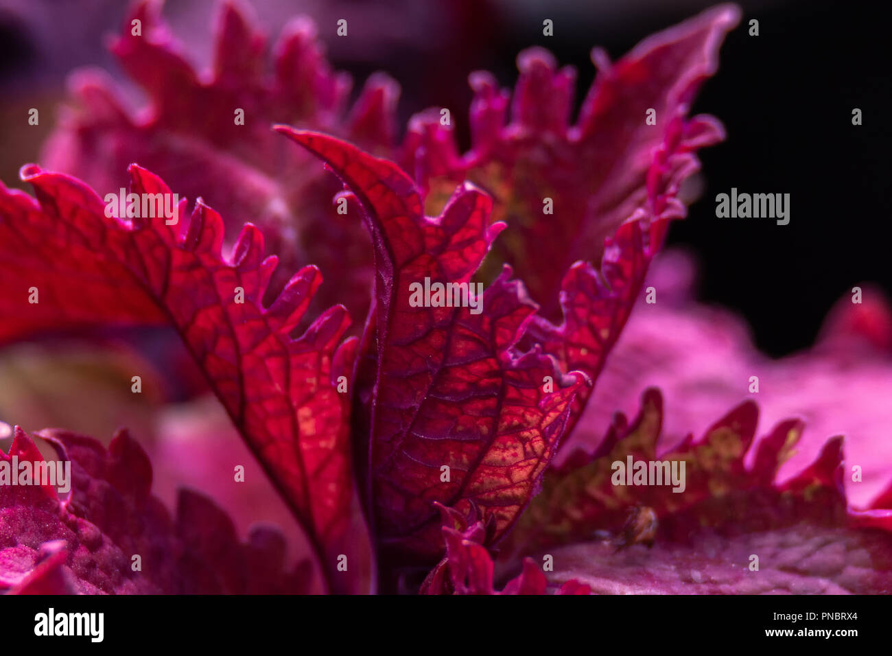 Flou d'une image d'une feuille de Coleus rouge fait ressortir les veines plus sombre qui s'étend à toutes les parties de la quitter. Banque D'Images