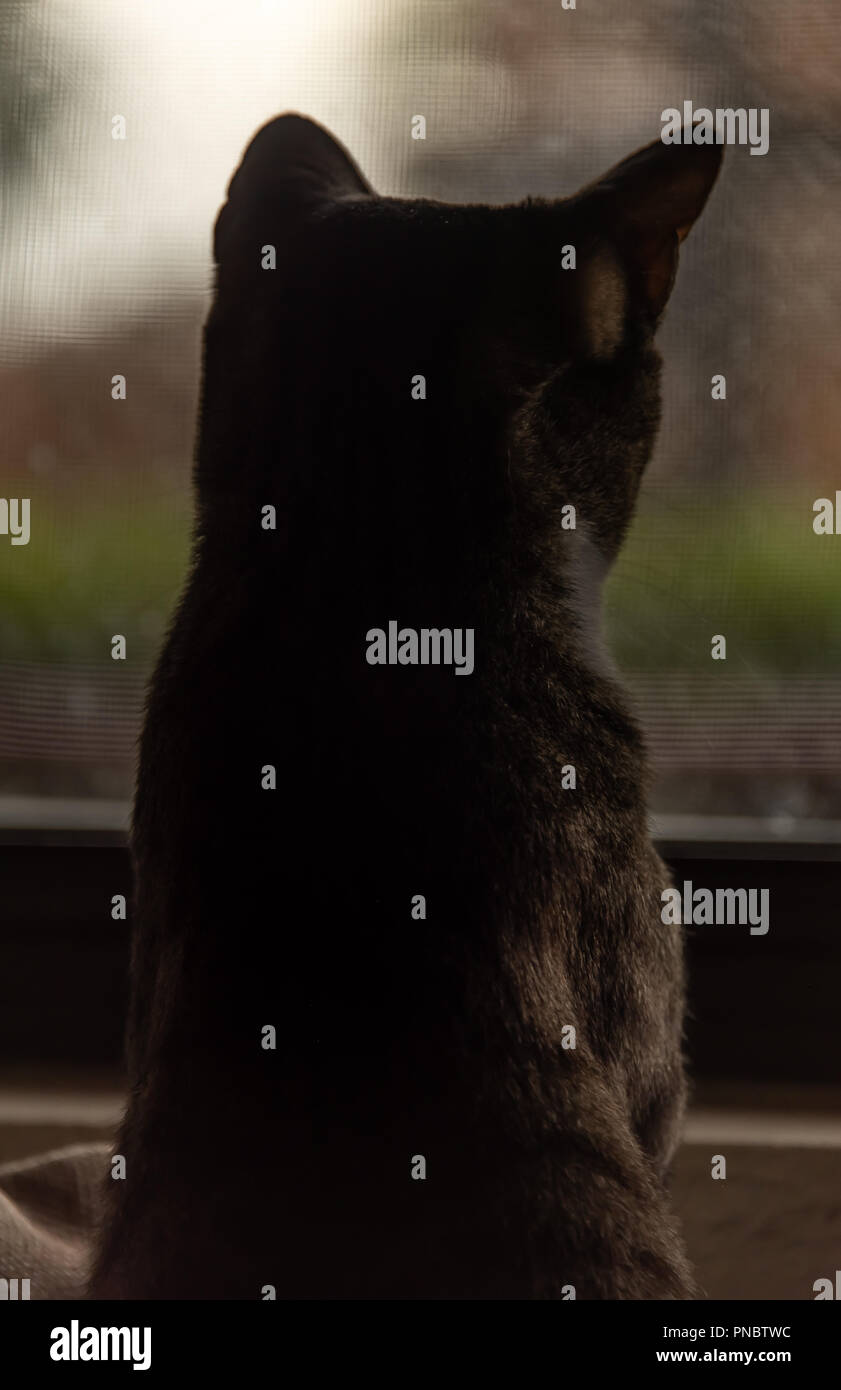 Silhouette de chat par fenêtre sur jour de pluie Banque D'Images