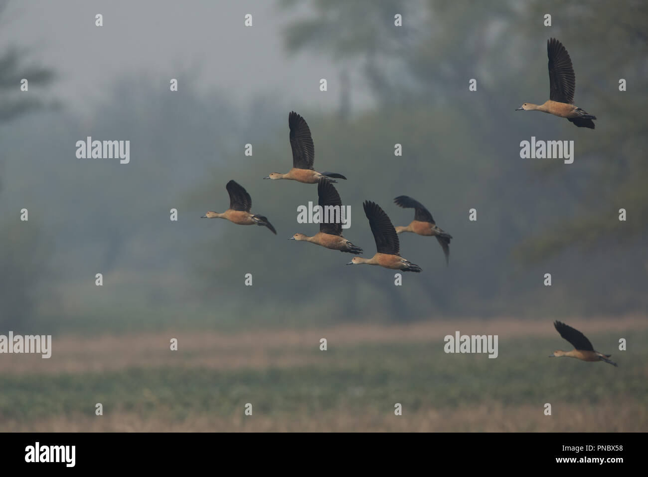 Canards - au sifflement d'oiseaux de Bharatpur (Rajasthan - Inde) Banque D'Images