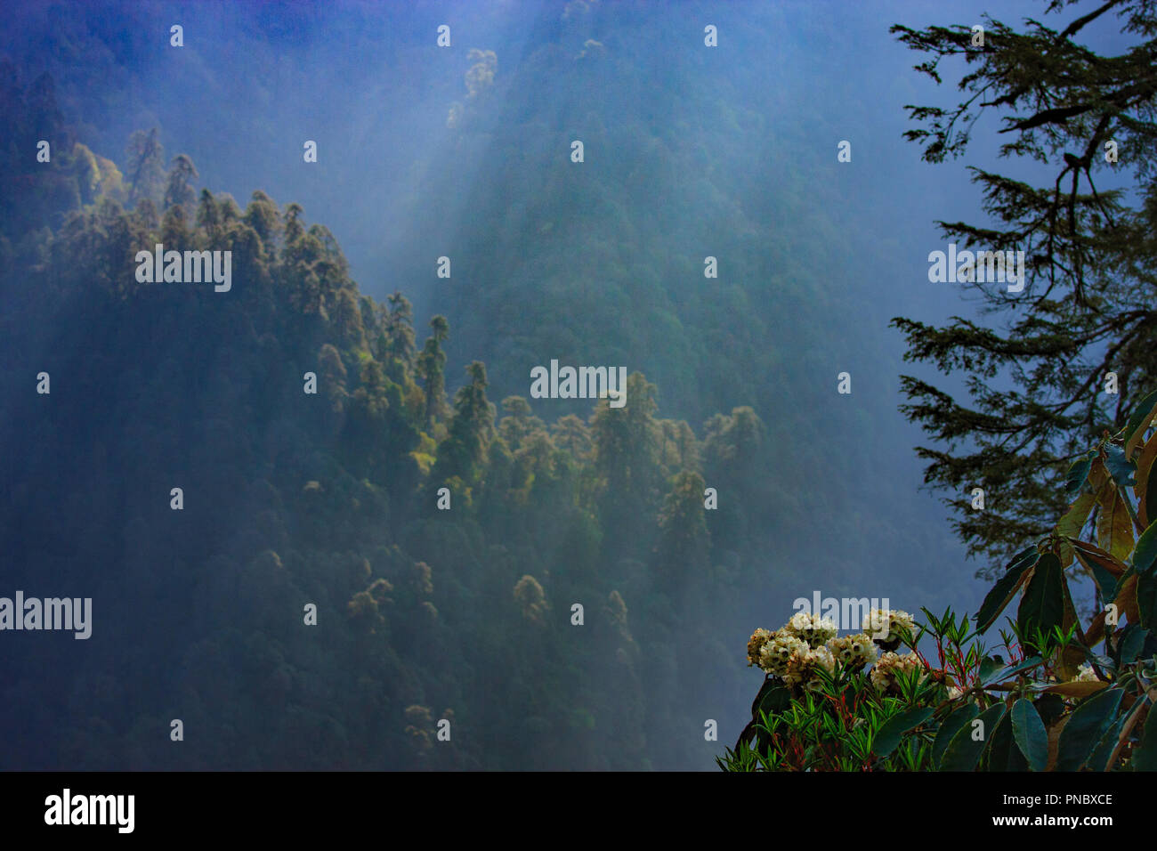 Fleurs de Rhododendron - vue de village de Tshoka Goecha La Trekking - Sikkim (Inde) Banque D'Images