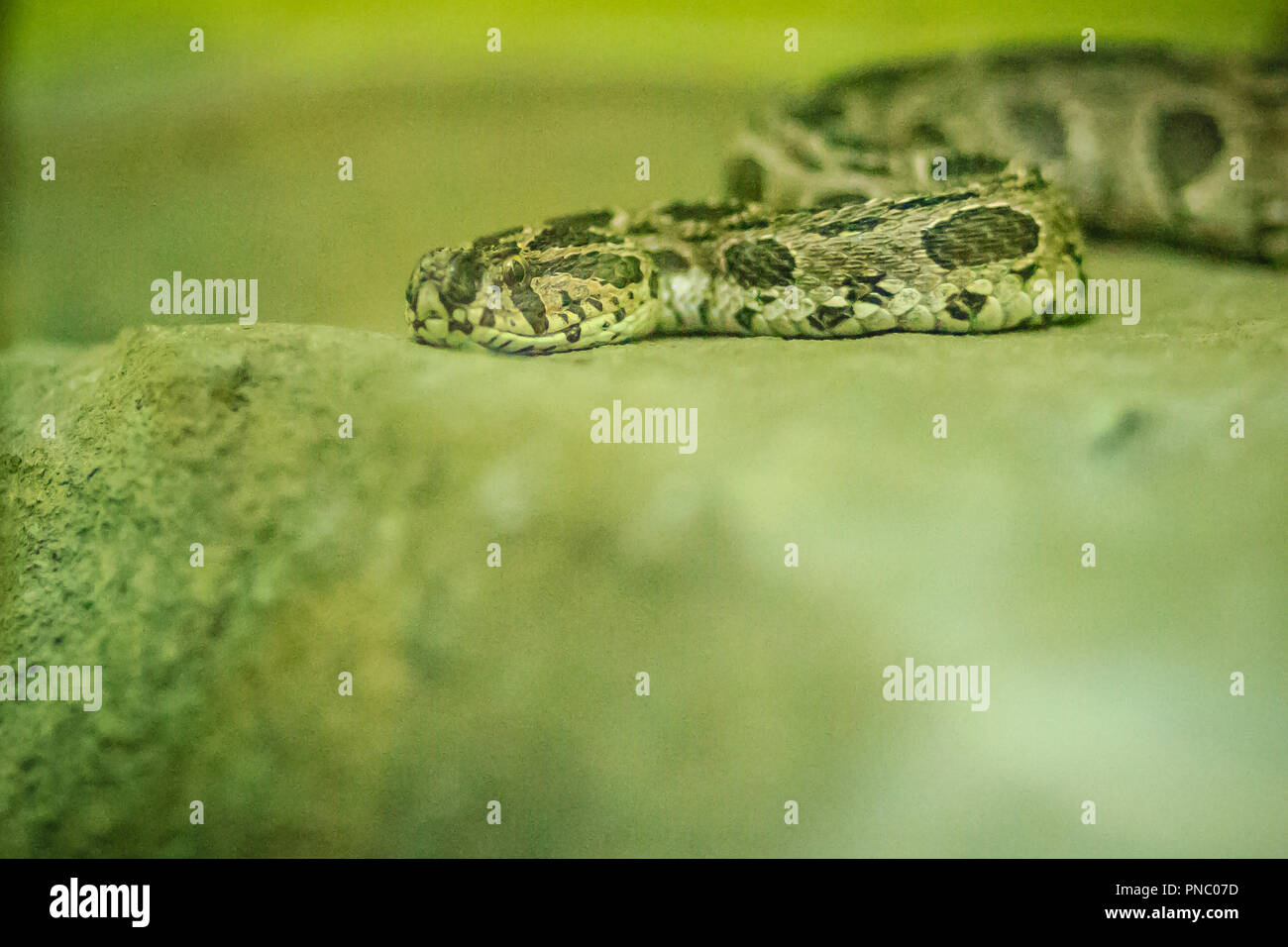 Le Viper de Russell siamois (daboia russelii siamensis) dans la ferme aux serpents. Daboia siamensis est une espèce de vipère venimeuse qui est endémique dans certaines parties du sud Banque D'Images