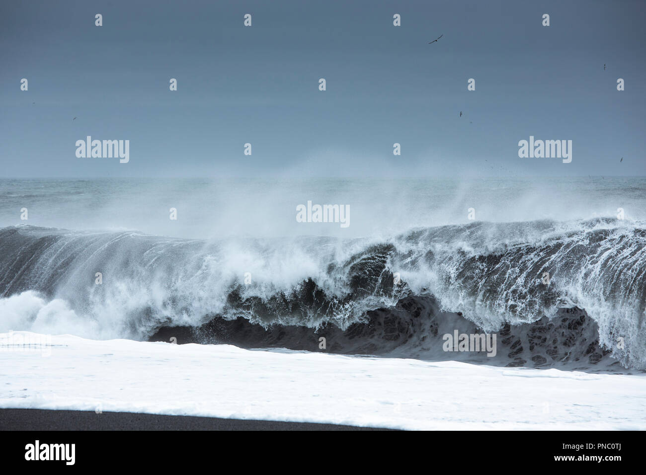 Des vagues dangereuses de l'Océan Atlantique sur une plage de sable volcanique noir près du village de Reynisfjara qui jouit V'k i Myrdal, Sud de l'Islande Banque D'Images