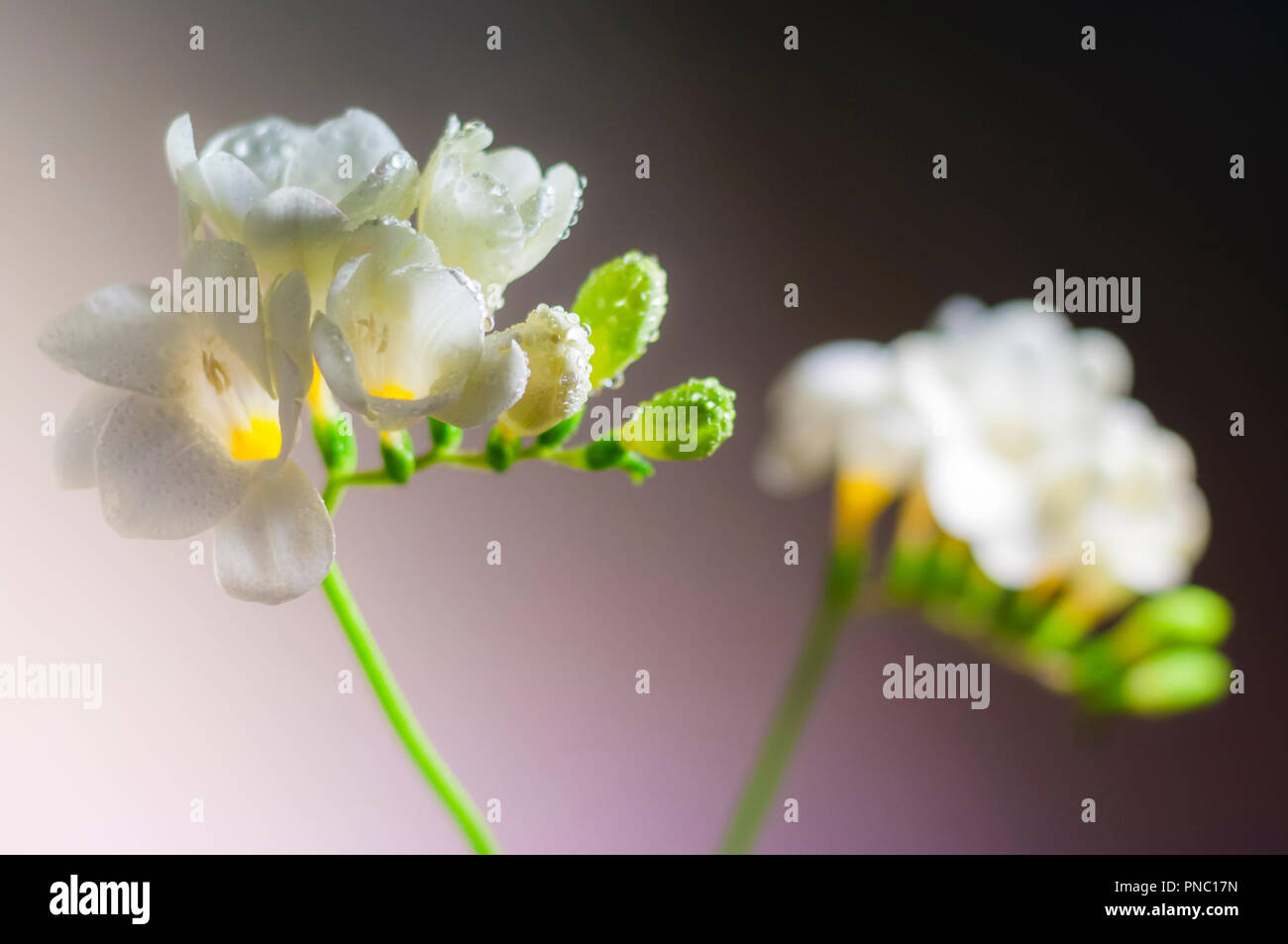 En Fleurs Fleurs de Freesia blanc avec de l'eau gouttes close-up Banque D'Images