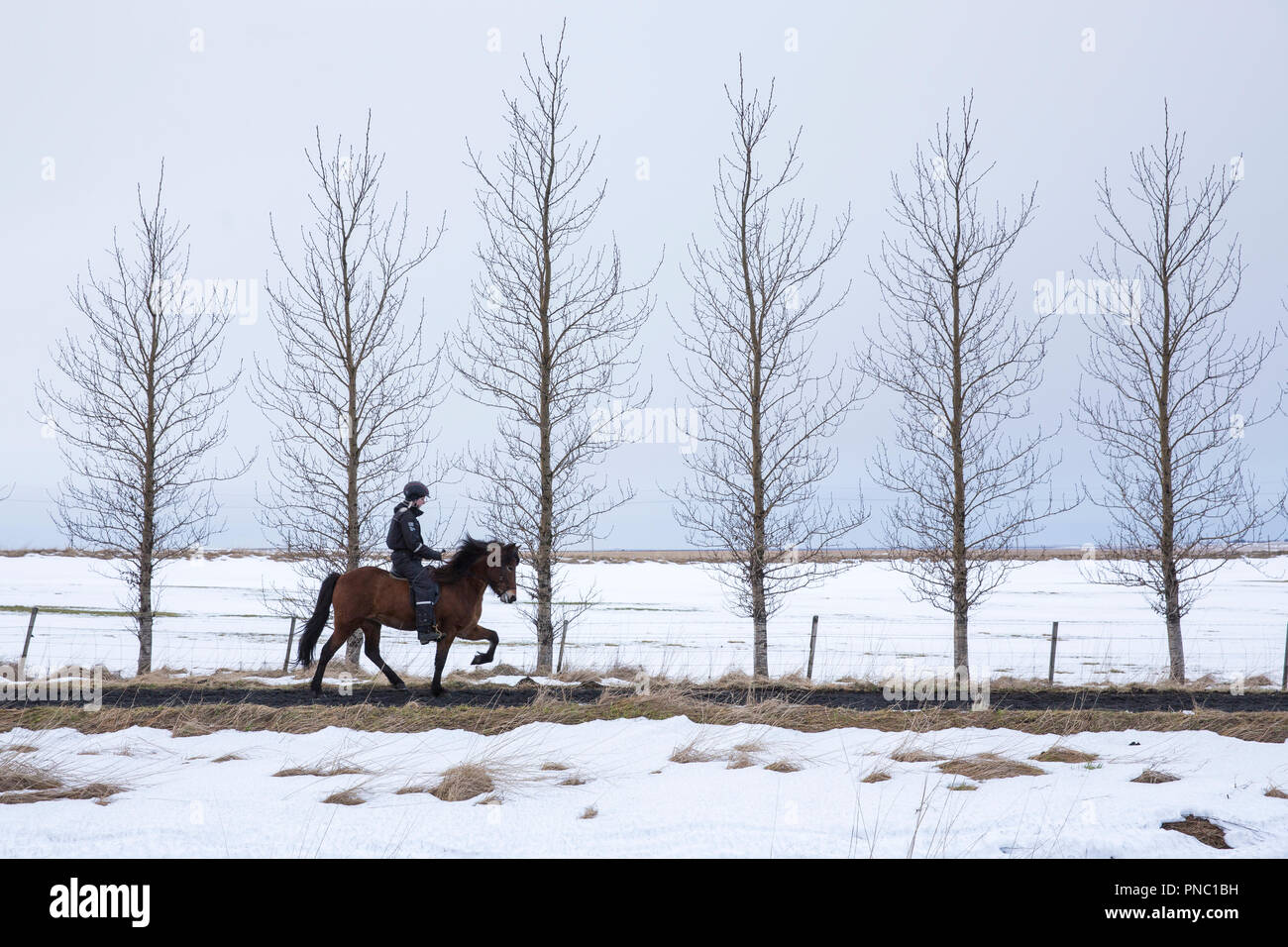 Femme équitation poney islandais faisant la démarche traditionnelle tolt - tolting - à Hella dans le sud de l'Islande Banque D'Images