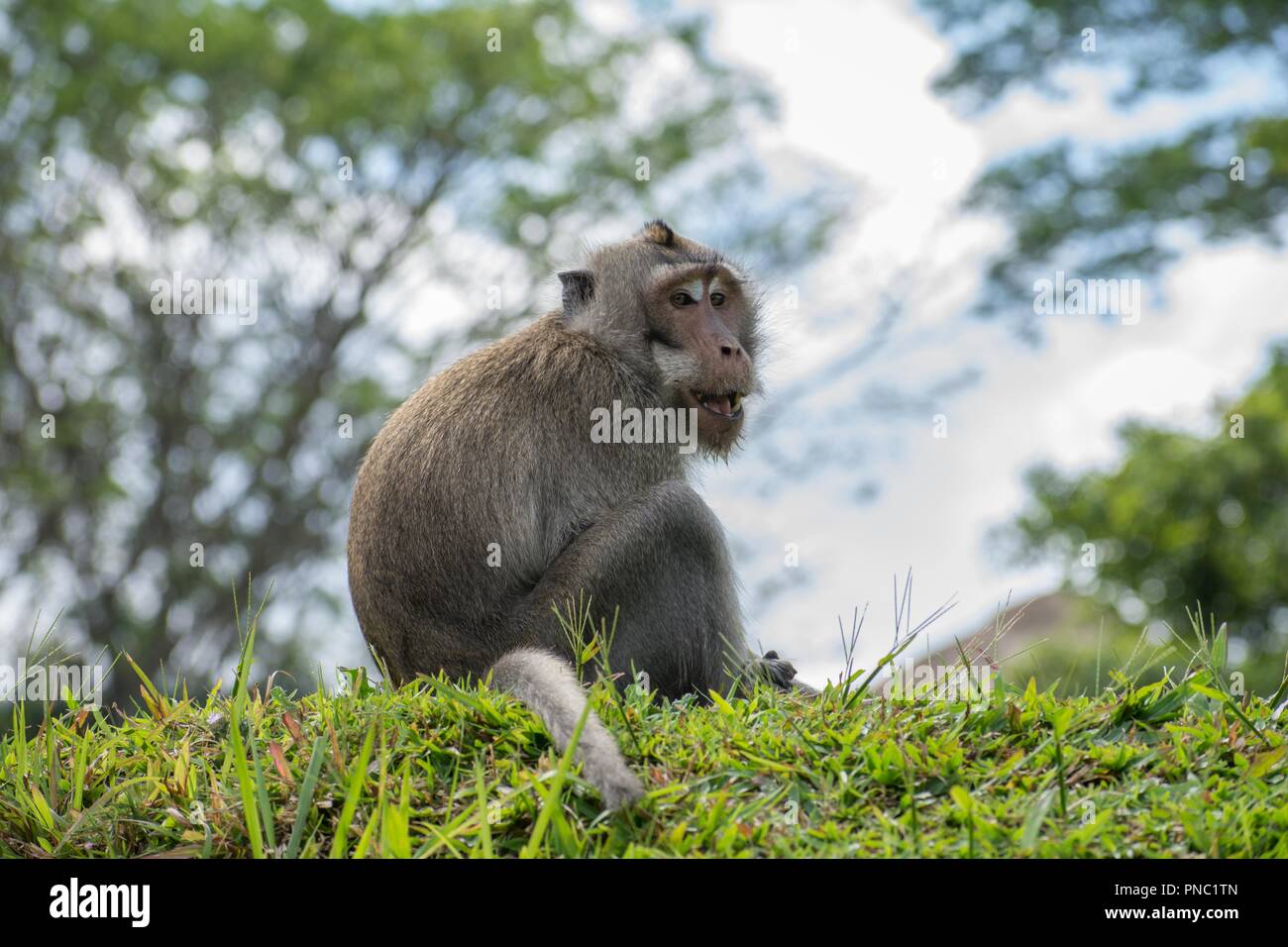 Singe à longue queue balinais Banque de photographies et d’images à — free download