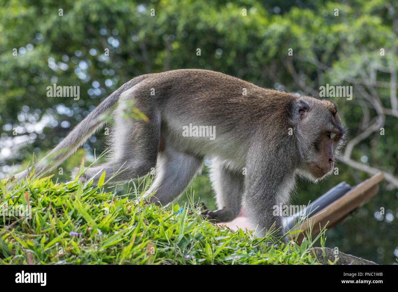 Singe à longue queue balinais Banque D'Images