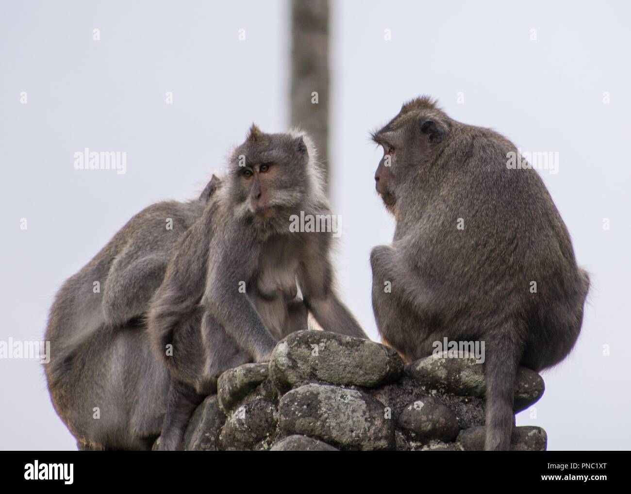 Singe à longue queue balinais Banque D'Images