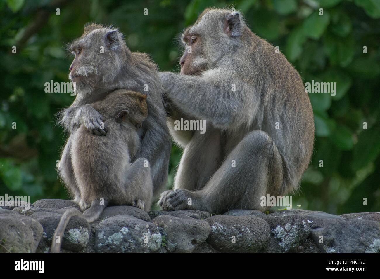 Singe à longue queue balinais Banque D'Images