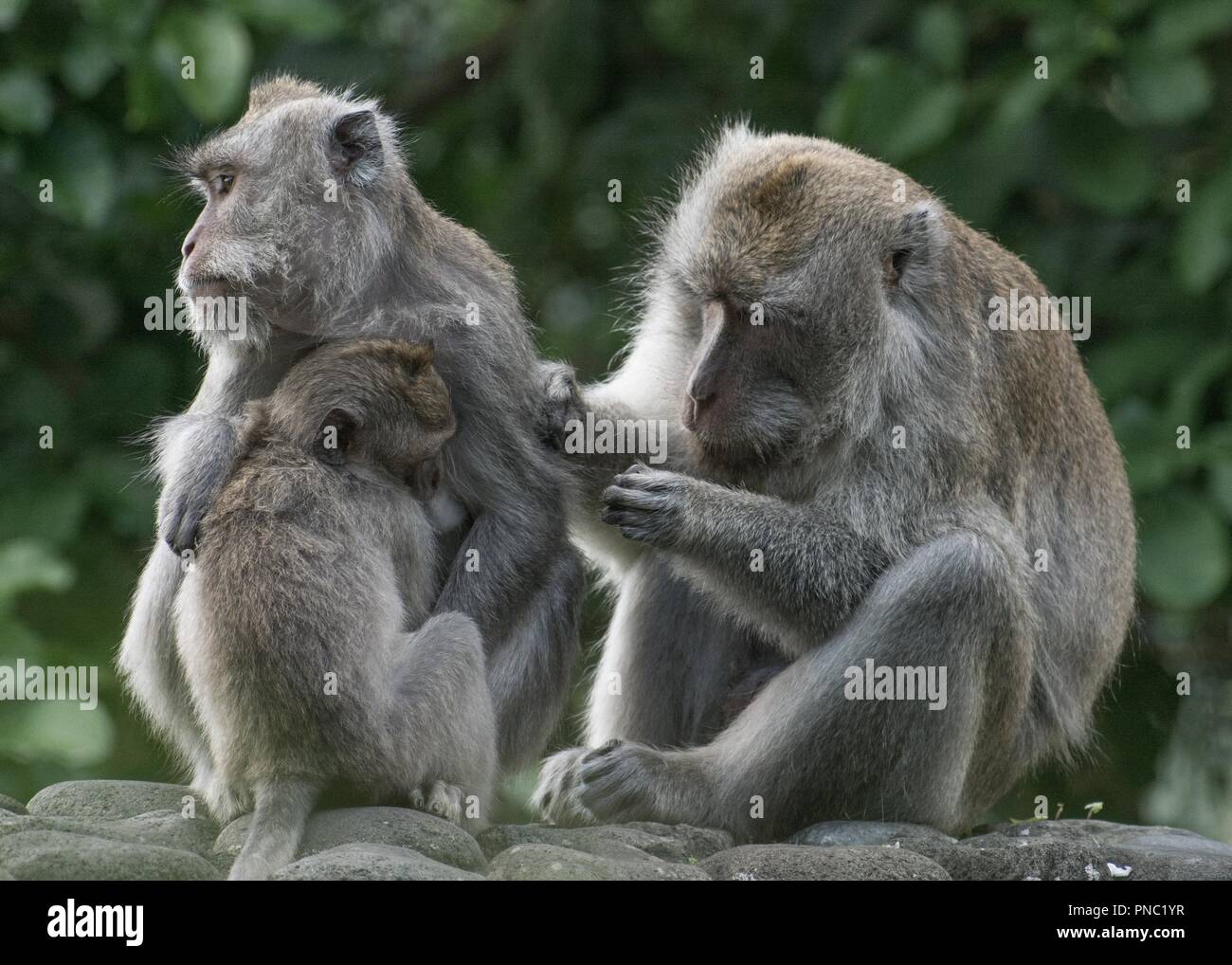 Singe à longue queue balinais Banque D'Images