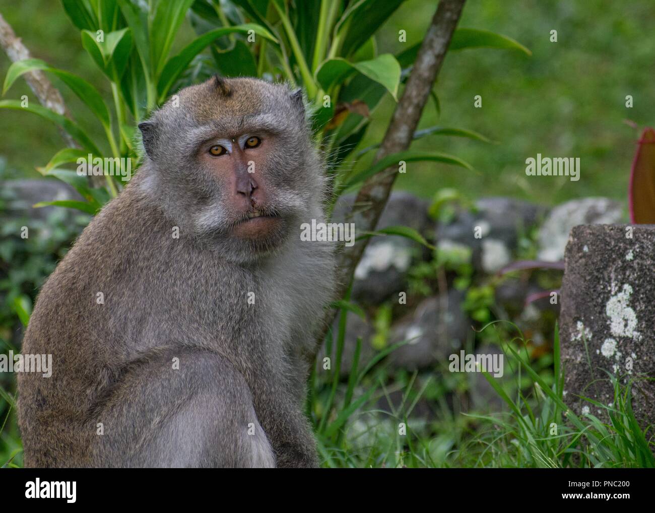 Singe à longue queue balinais Banque D'Images