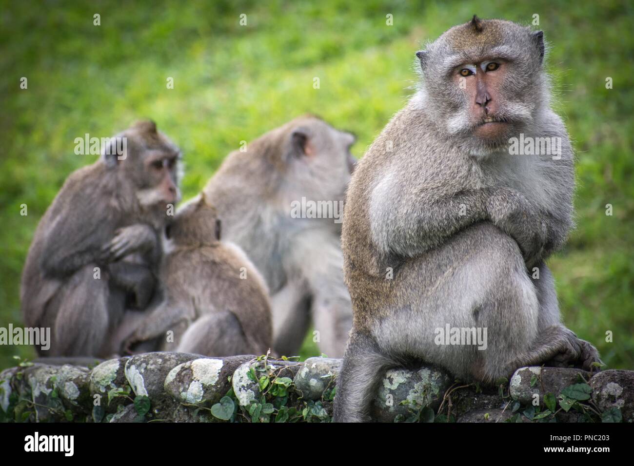 Singe à longue queue balinais Banque D'Images