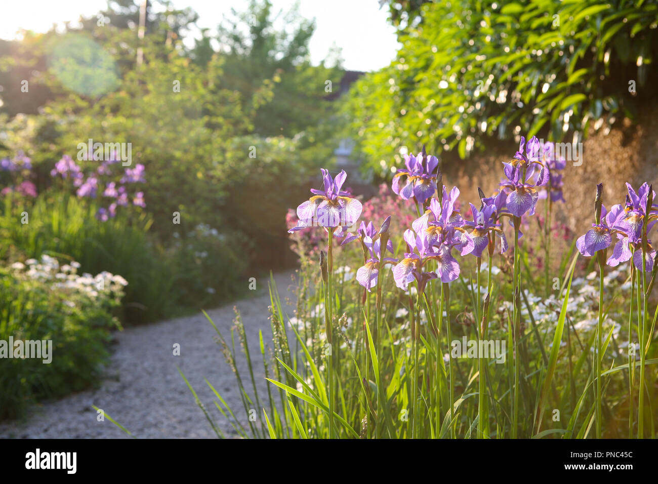 Iris sibirica 'Tropic Night' dans un jardin border Banque D'Images