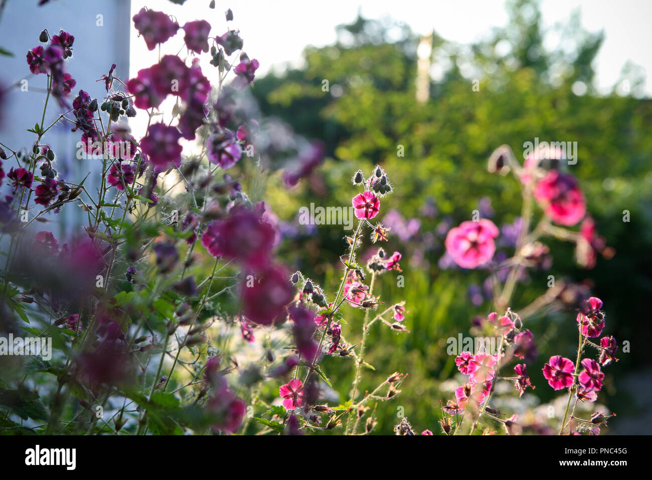 Geranium phaeum var. phaeum 'Samobor' en basse lumière printanière Banque D'Images