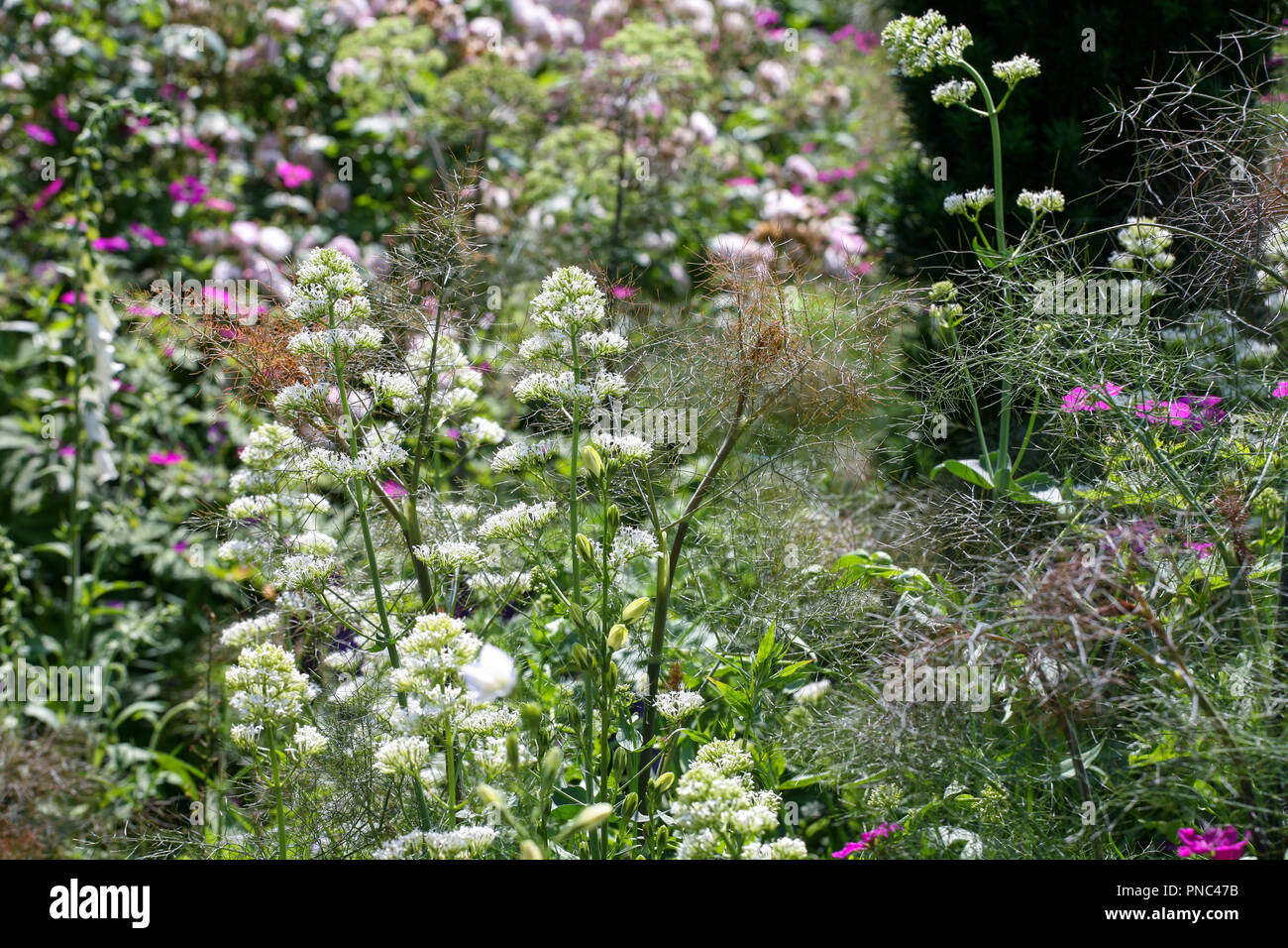 Centranthus ruber 'Albus' avec Foeniculum vulgare 'Purpureum' Geranium psilostemon et blanc - la valériane, fenouil bronze, géranium sanguin arménienne la plantation Banque D'Images