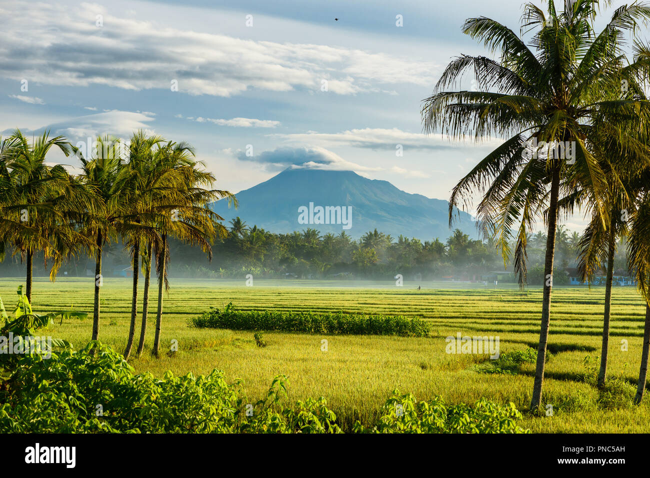 Montagne Merapi le matin avec de belles rizières sur l'avant-plan Banque D'Images
