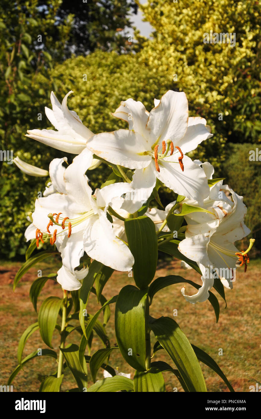 Lys Blanc capitules - John Gollop Banque D'Images