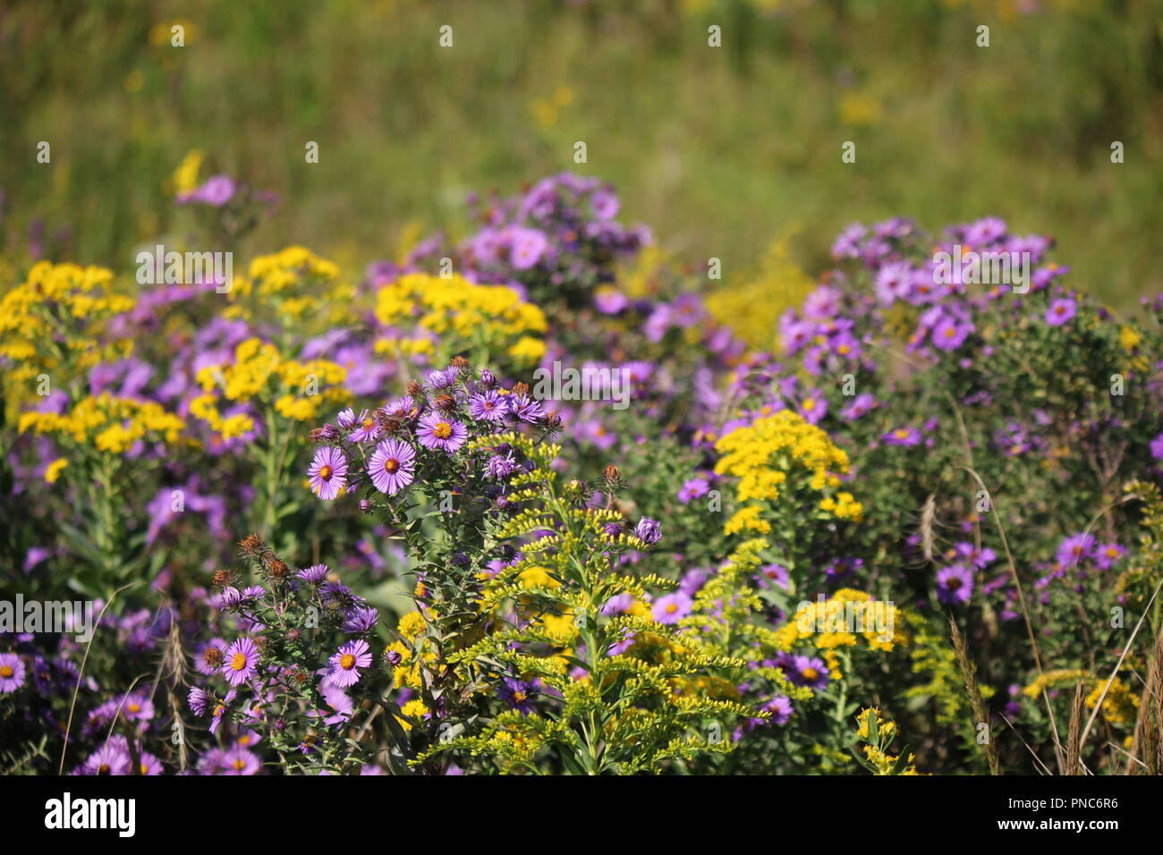 Magnifique champ de fleurs sauvages à la fin de l'été et au début de l' automne Photo Stock - Alamy