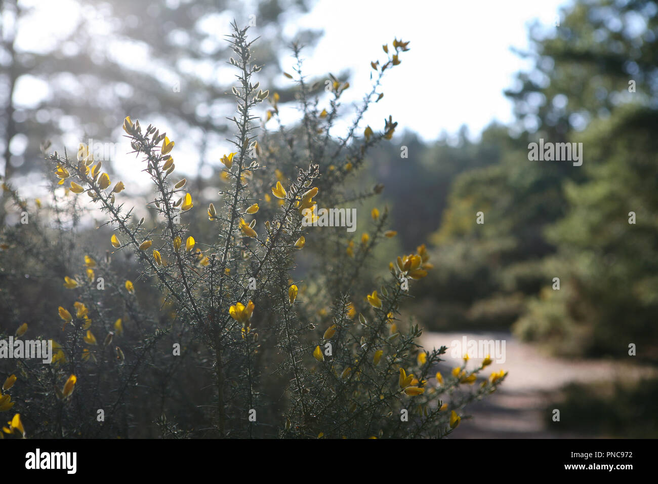 Floraison jaune l'ajonc (Ulex) en marge de la santé et de bois, l'hiver Banque D'Images