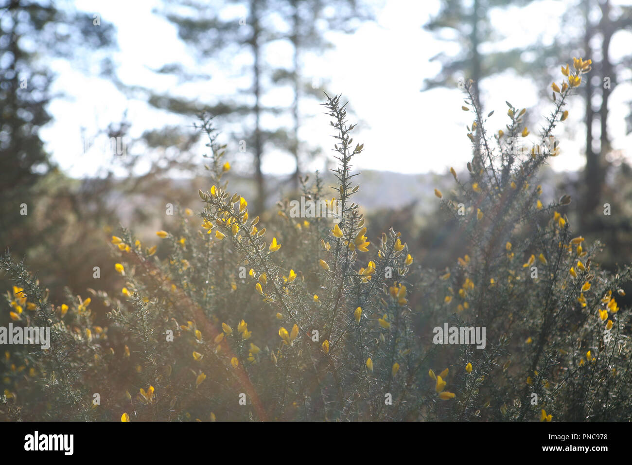 Floraison jaune l'ajonc (Ulex) en marge de la santé et de bois, l'hiver Banque D'Images