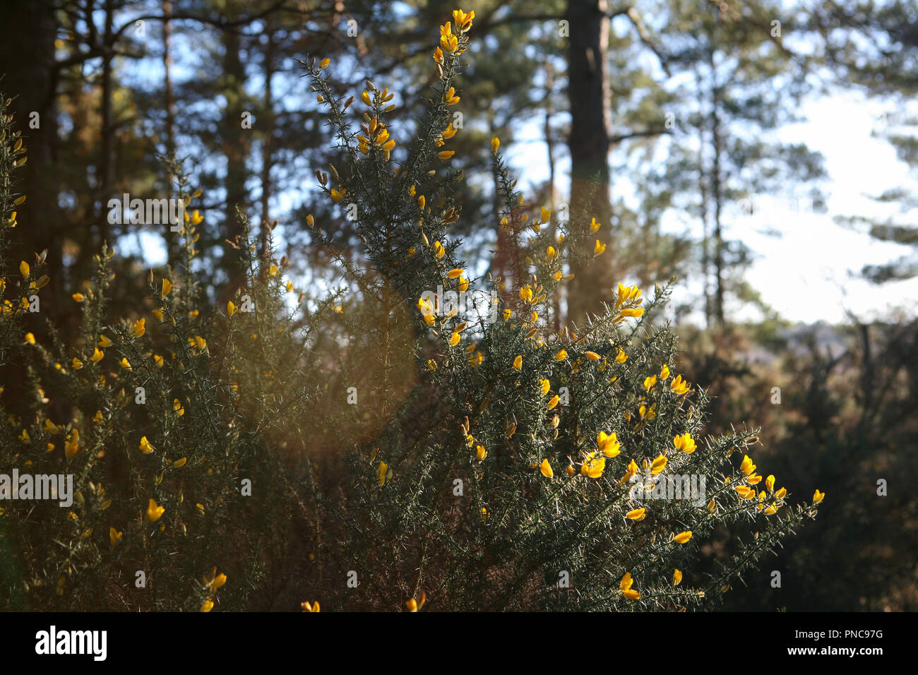 Floraison jaune l'ajonc (Ulex) en marge de la santé et de bois, l'hiver Banque D'Images