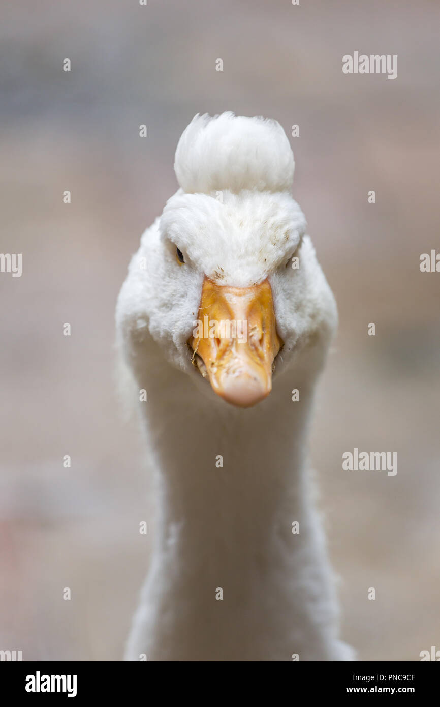 Close up portrait of white goose avec drôle hairstyle Banque D'Images