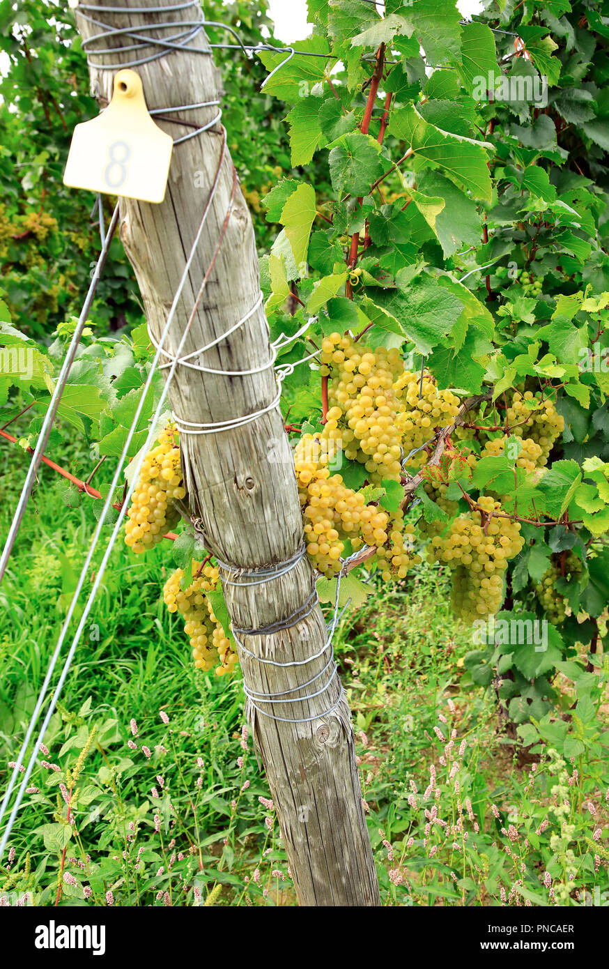 Le Riesling grapes growing dans un vignoble par le lac Seneca.Région des lacs Finger.New York.USA Banque D'Images