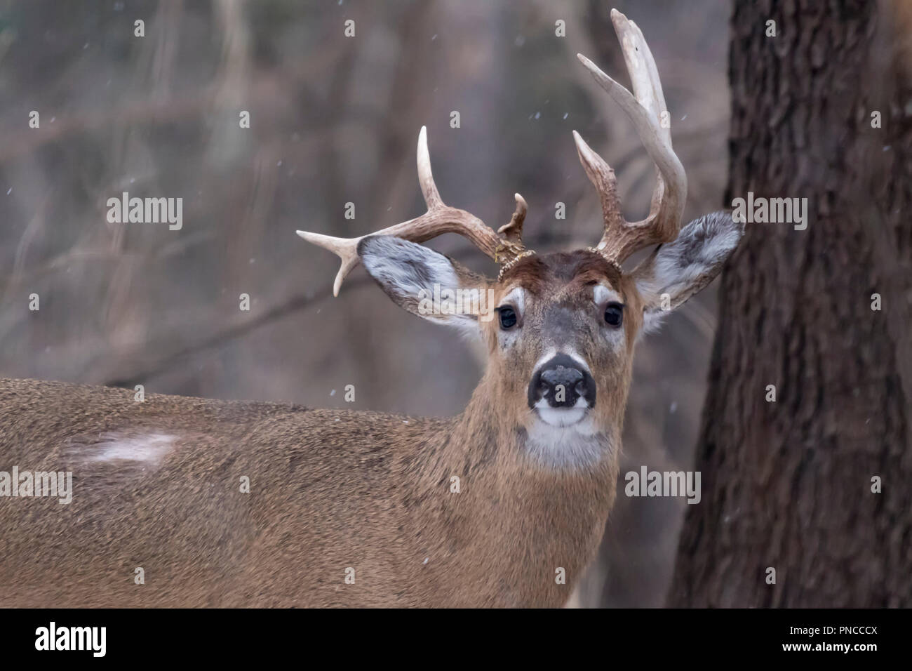 Le cerf de Virginie (Odocoileus virginianus) mâle avec bois atypique forme inhabituelle. Banque D'Images