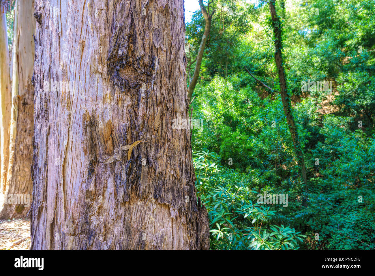 Close up eucalyptus au fond de la forêt, forêt d'eucalyptus pour l'industrie du papier. Banque D'Images