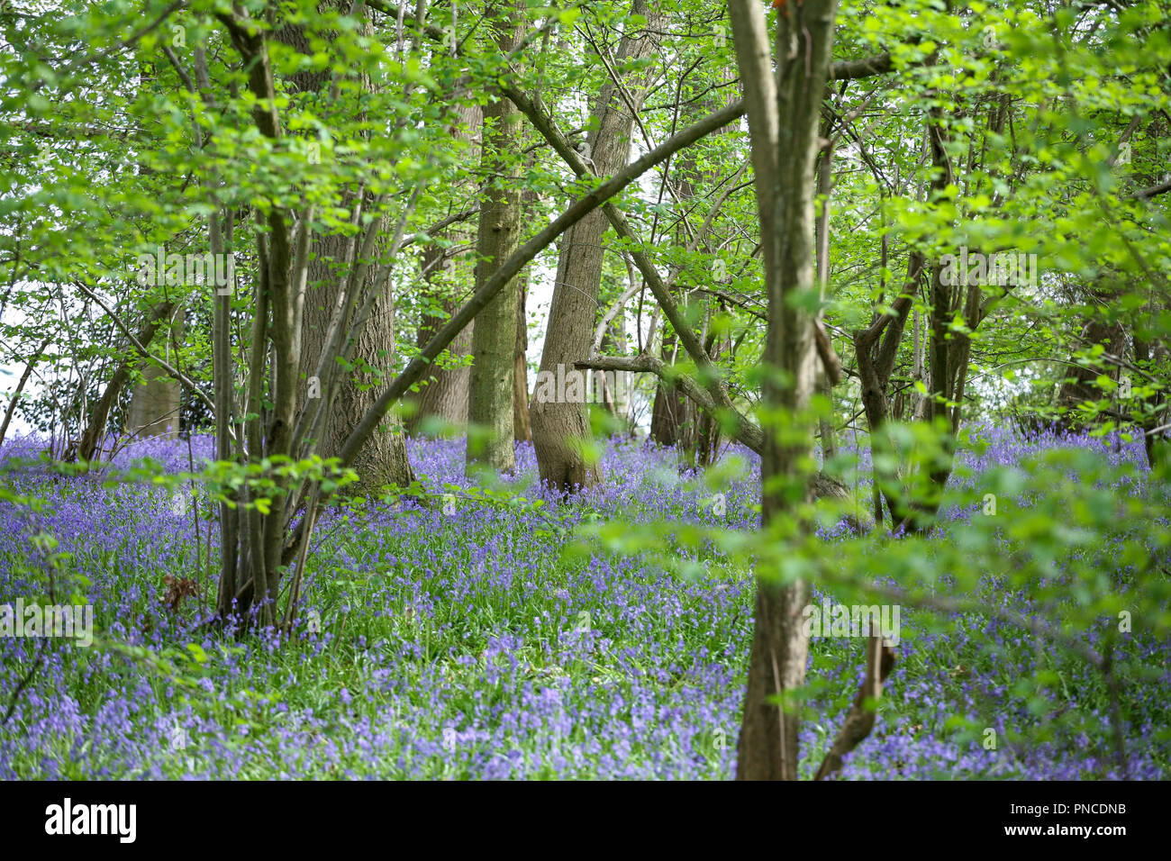 Ancien Anglais bluebell (Hyacinthoides non-scripta) Banque D'Images