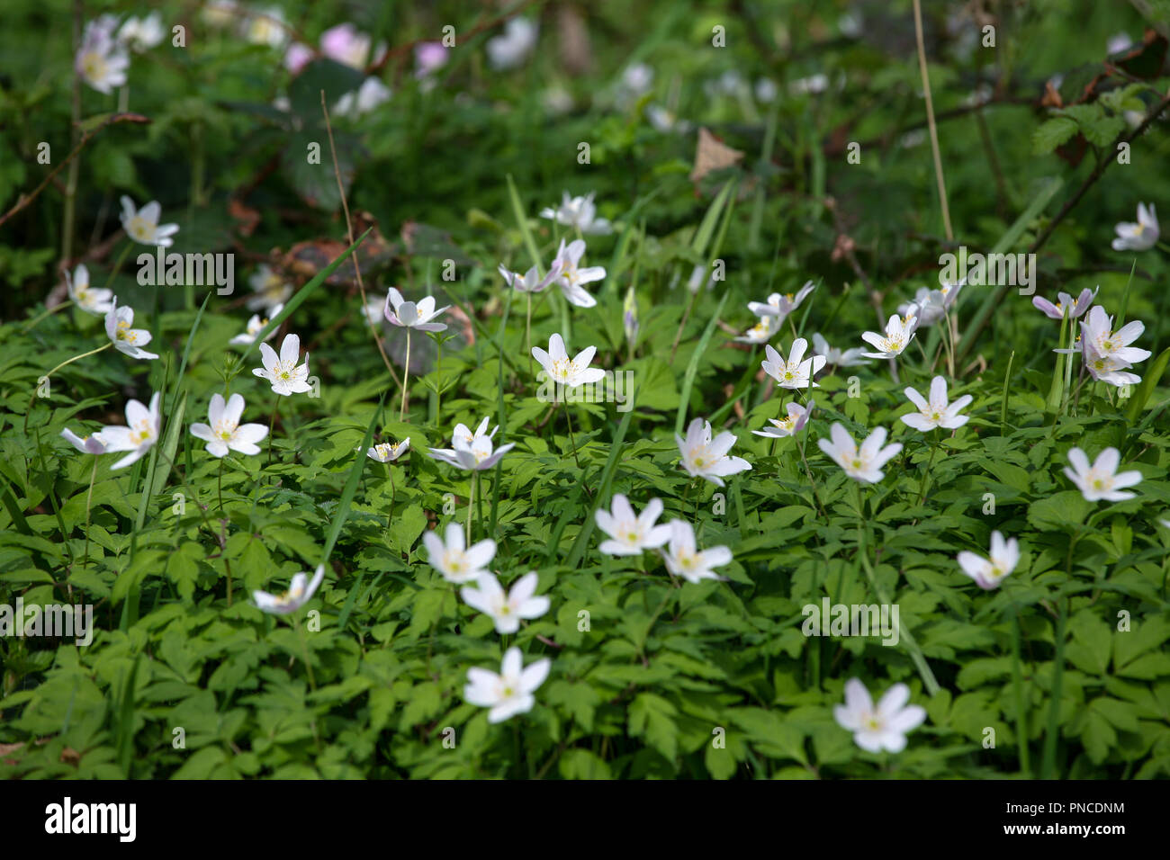 / Anemone nemorosa anémone des bois, décor boisé Banque D'Images