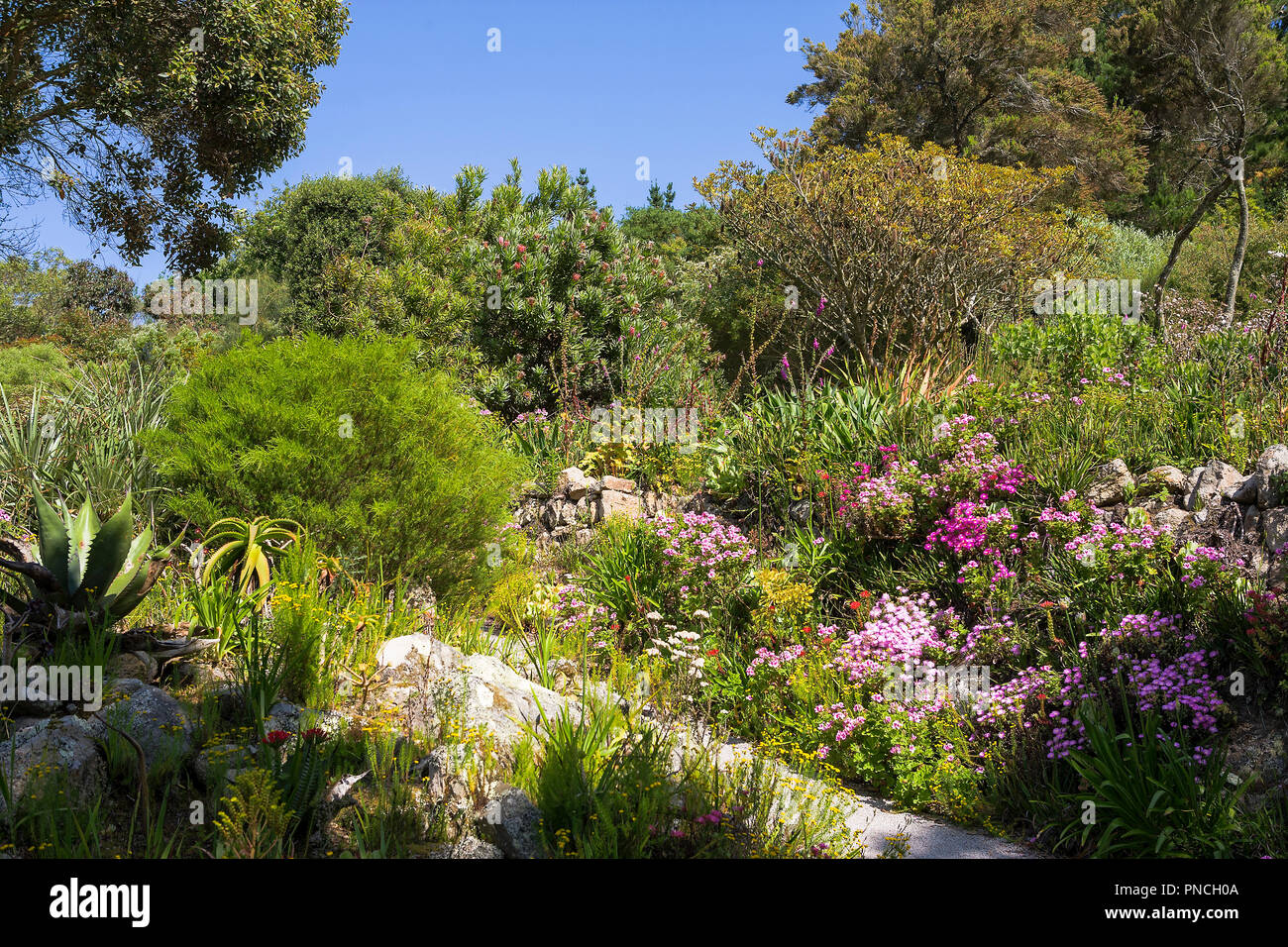 Le jardin méditerranéen, jardin de l'abbaye de Tresco, Îles Scilly, UK Banque D'Images