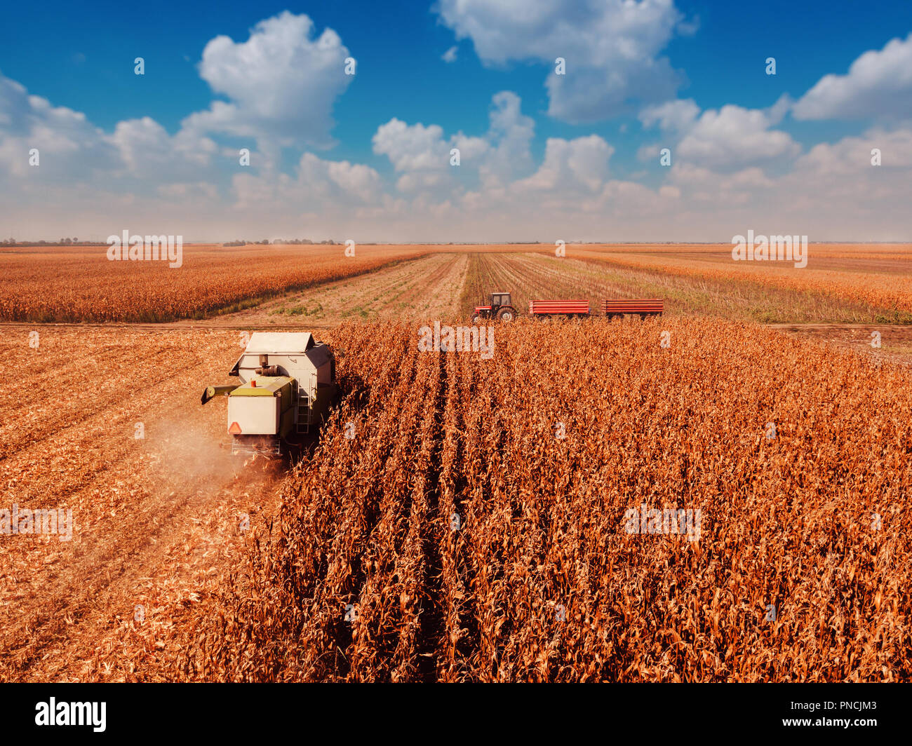 Photographie aérienne de moissonneuse-batteuse, la récolte du maïs de culture du point de vue de drones Banque D'Images