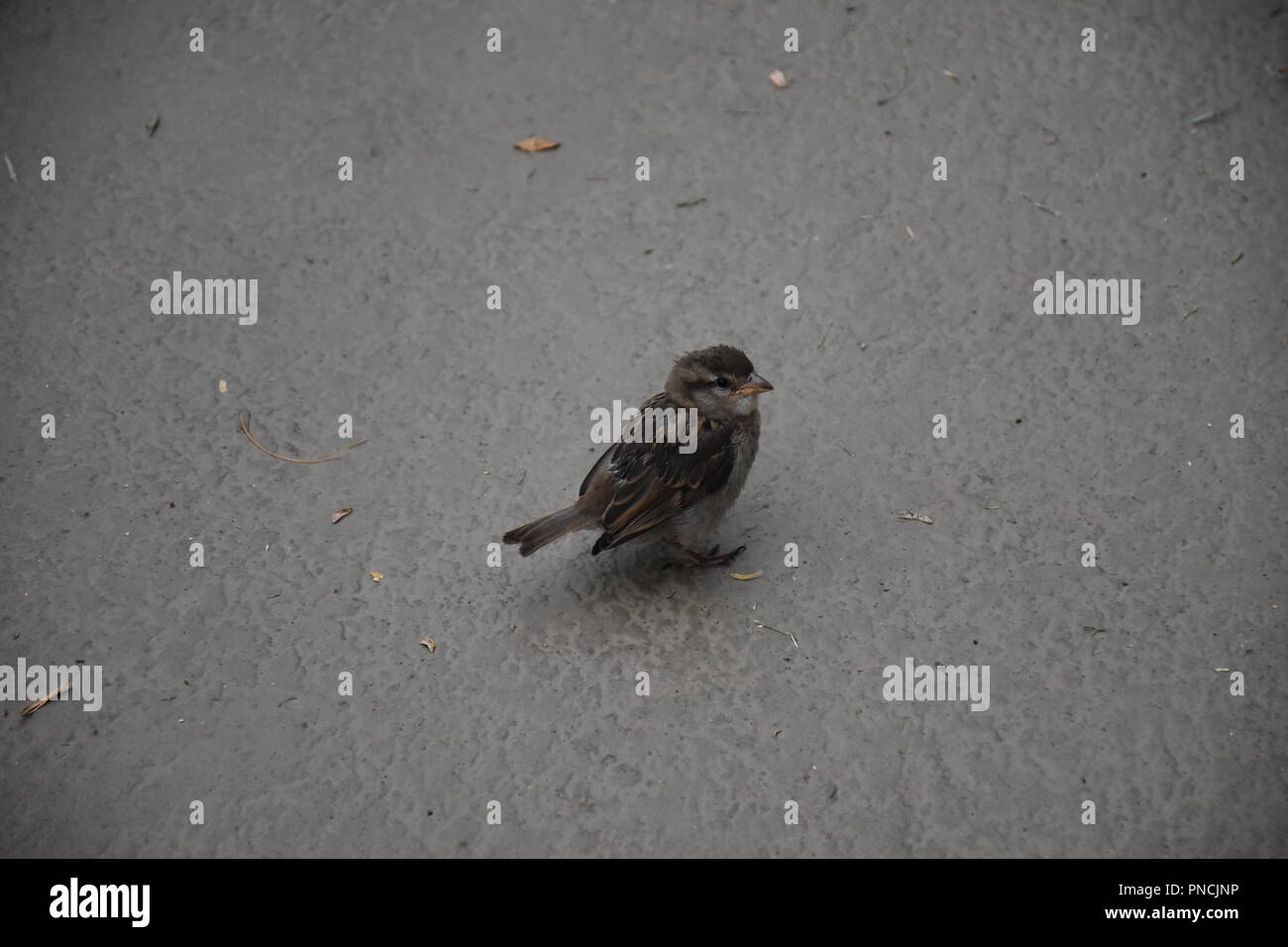 Petit oiseau Banque D'Images