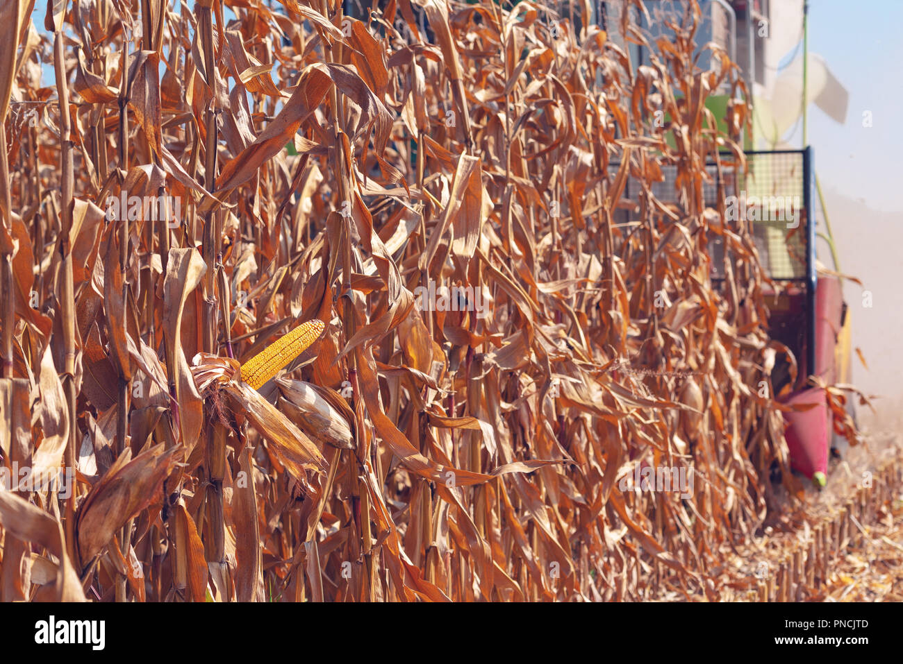 La récolte des cultures de maïs mûrs à la fin de l'été Banque D'Images