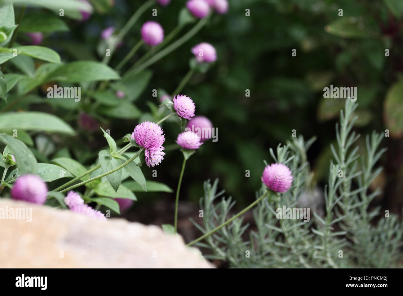 Globe amarante ou Gomphrena globosa fleurs en croissance dans un jardin. L'extrême profondeur de champ avec selective focus on fleur dans le centre de l'image. Banque D'Images