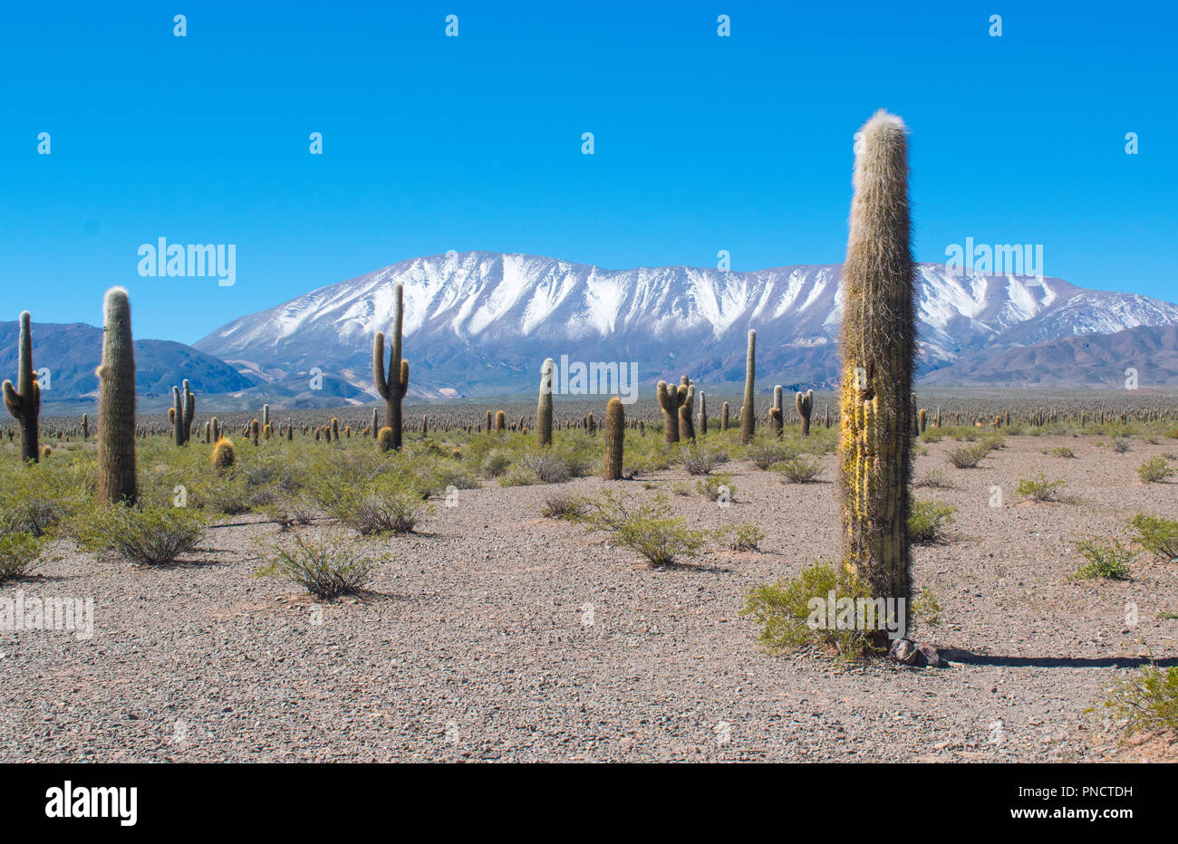 Un paysage avec cactus (Echinopsis atacamensis) dans le désert avec les montagnes enneigées en arrière-plan prises au Parc National Los Cardones, dans Payogast Banque D'Images