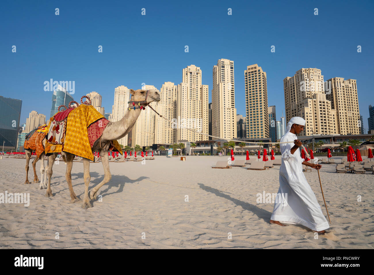 Man promenades en chameau pour les touristes sur la plage à la plage dans le quartier moderne de la plage de Jumeirah DUBAÏ, ÉMIRATS ARABES UNIS, Émirats arabes unis. Banque D'Images