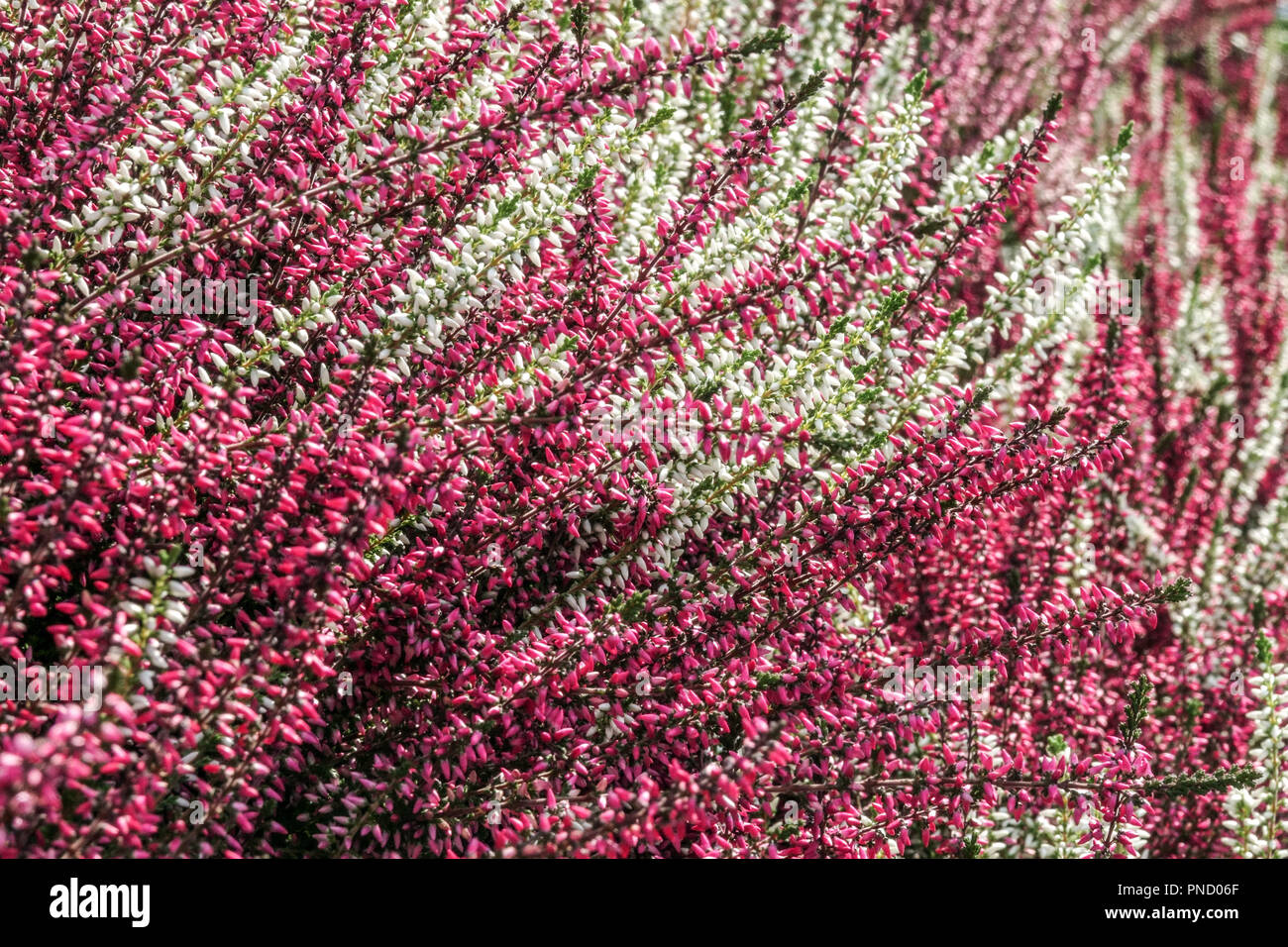 Bruyère commune Calluna vulgaris plante en fleurs Banque D'Images