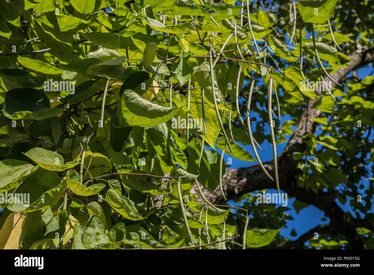 Catalpa tree Banque D'Images