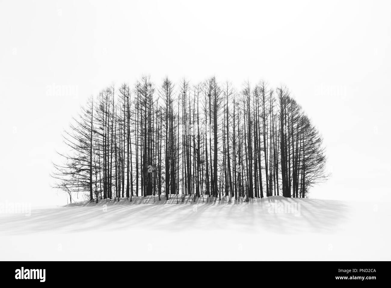 Biei, Hokkaido, Japon campagne hiver patchwork paysage sur la route. Banque D'Images